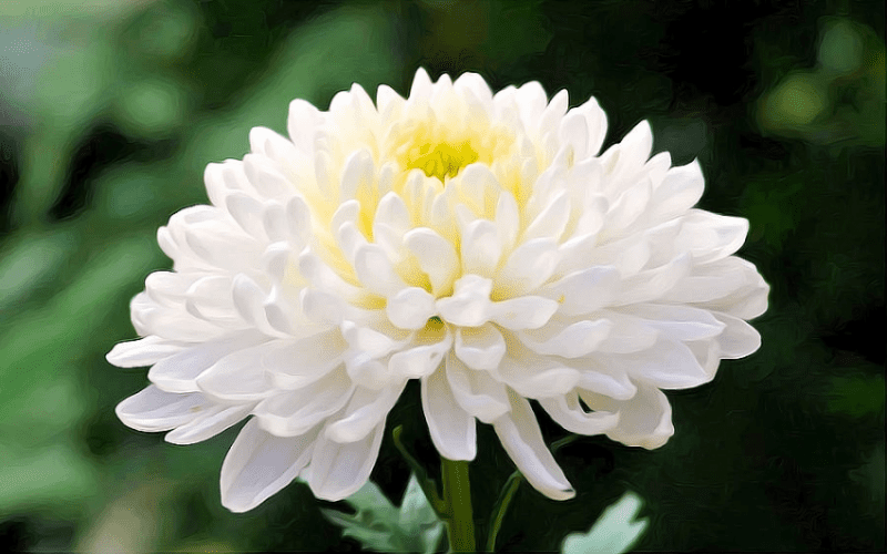 White-Chrysanthemum